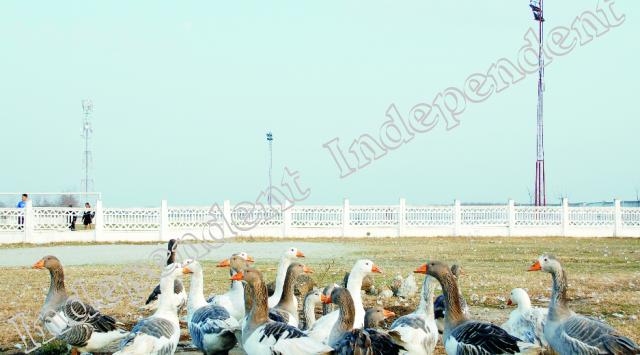 Nocturnă pentru gâște