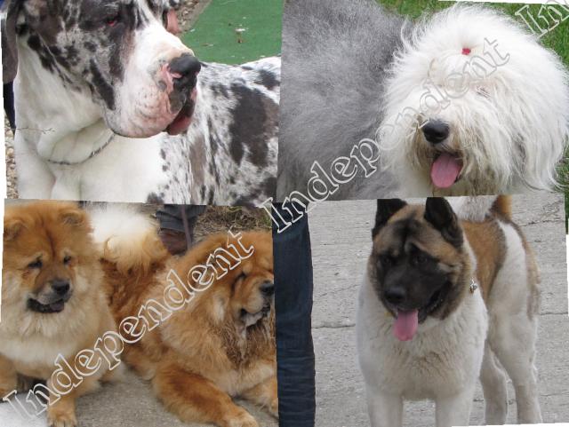 Invazie canină la Parcul Hermes