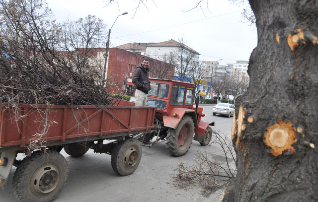 Copacii Sloboziei sunt tăiați ilegal